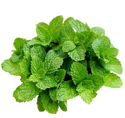 പുതിനയില/Mint leaves 100g