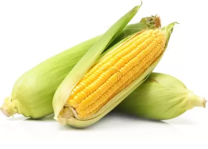 സ്വീറ്റ് കോണ്‍/Sweet Corn 1P